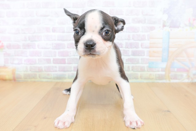 茨城県のボストンテリア (Coo&RIKU筑西店/2026年7月4日生まれ/女の子/ブリンドルホワイト)の子犬の1枚目の画像