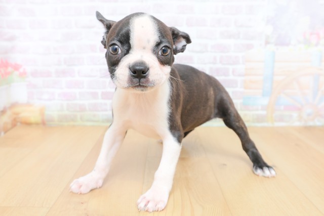 茨城県のボストンテリア (Coo&RIKU筑西店/2026年7月4日生まれ/女の子/ブリンドルホワイト)の子犬の2枚目の画像