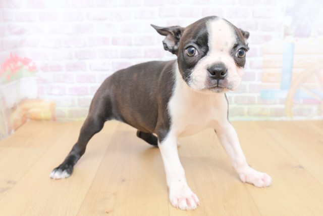 茨城県のボストンテリア (Coo&RIKU筑西店/2026年7月4日生まれ/女の子/ブリンドルホワイト)の子犬の3枚目の画像