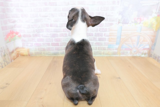 茨城県のボストンテリア (Coo&RIKU筑西店/2026年7月4日生まれ/女の子/ブリンドルホワイト)の子犬の4枚目の画像