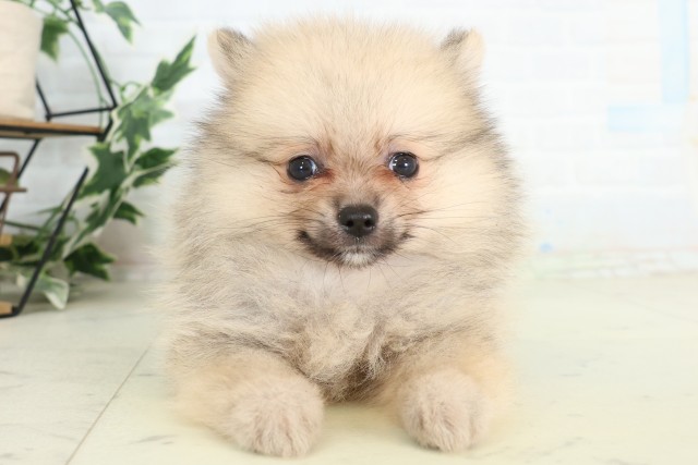 ポメラニアン
