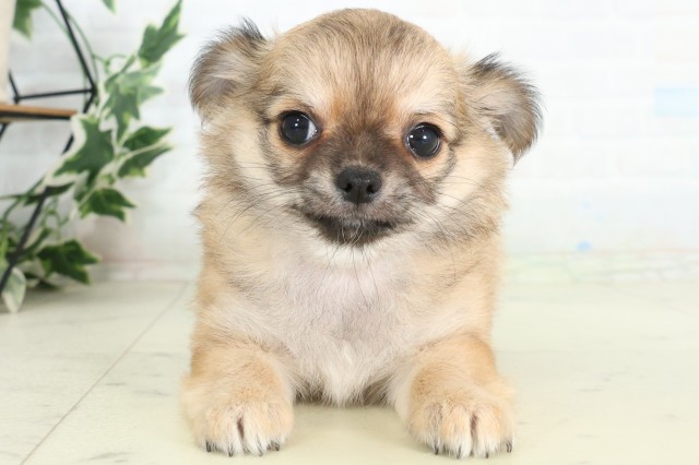福岡県のチワワ(ロング) (Coo&RIKU小倉店/2026年7月5日生まれ/男の子/フォーンセーブル)の子犬の1枚目の画像