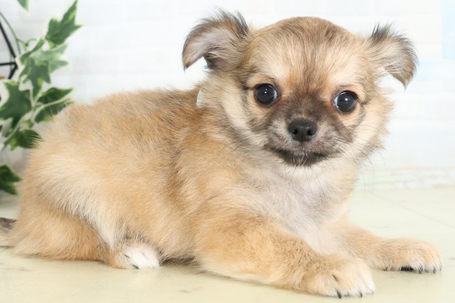 福岡県のチワワ(ロング) (Coo&RIKU小倉店/2026年7月5日生まれ/男の子/フォーンセーブル)の子犬の2枚目の画像
