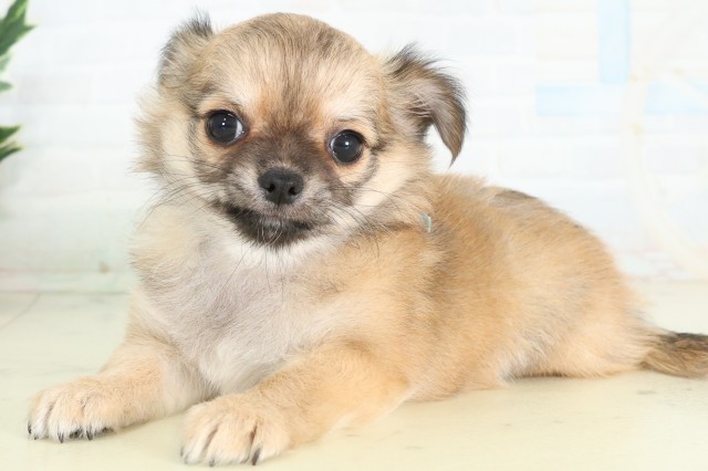 福岡県のチワワ(ロング) (Coo&RIKU小倉店/2026年7月5日生まれ/男の子/フォーンセーブル)の子犬の3枚目の画像