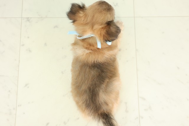 福岡県のチワワ(ロング) (Coo&RIKU小倉店/2026年7月5日生まれ/男の子/フォーンセーブル)の子犬の4枚目の画像