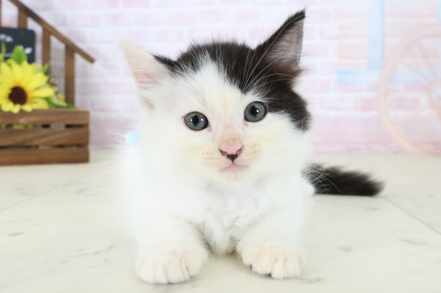 佐賀県のラガマフィン (Coo&RIKU佐賀神埼店/2026年7月3日生まれ/男の子/ブラックホワイト)の子猫の1枚目の画像