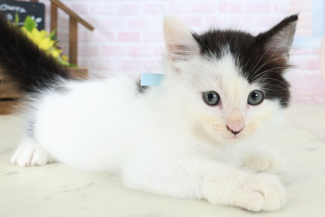 佐賀県のラガマフィン (Coo&RIKU佐賀神埼店/2026年7月3日生まれ/男の子/ブラックホワイト)の子猫の2枚目の画像