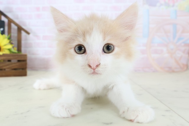 ノルウェージャン・フォレストキャット