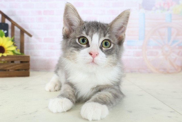 ノルウェージャン・フォレストキャット