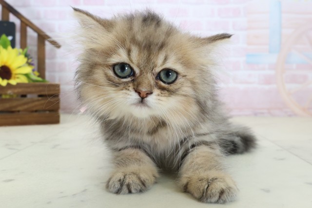佐賀県のペルシャ (Coo&RIKU佐賀神埼店/2026年6月9日生まれ/女の子/チンチラゴールデン)の子猫の1枚目の画像