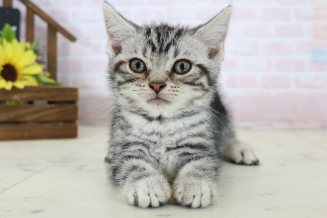 大分県のアメリカンショートヘアー (Coo&RIKU大分店/2026年6月24日生まれ/男の子/シルバータビー)の子猫の1枚目の画像