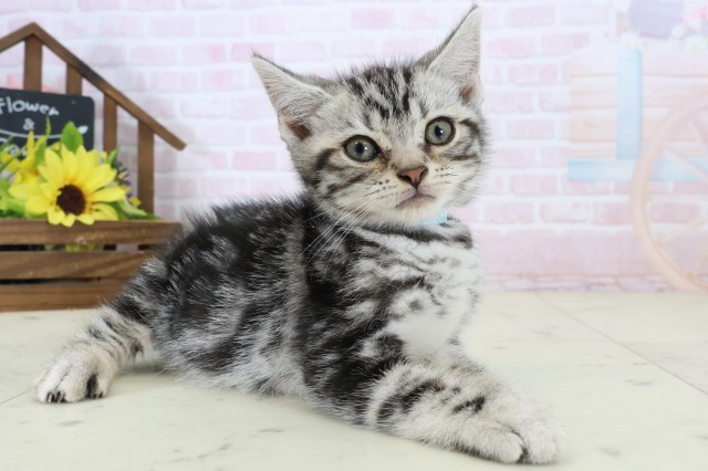 大分県のアメリカンショートヘアー (Coo&RIKU大分店/2026年6月24日生まれ/男の子/シルバータビー)の子猫の2枚目の画像