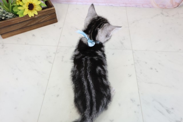 大分県のアメリカンショートヘアー (Coo&RIKU大分店/2026年6月24日生まれ/男の子/シルバータビー)の子猫の4枚目の画像