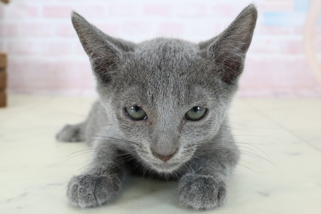 鹿児島県のロシアンブルー (Coo&RIKU鹿児島店/2026年6月21日生まれ/男の子/ブルー)の子猫の1枚目の画像
