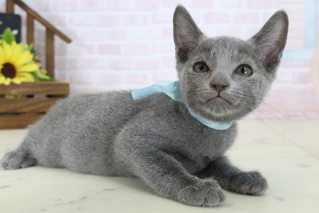 鹿児島県のロシアンブルー (Coo&RIKU鹿児島店/2026年6月21日生まれ/男の子/ブルー)の子猫の2枚目の画像