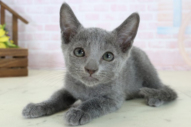 鹿児島県のロシアンブルー (Coo&RIKU鹿児島店/2026年6月21日生まれ/男の子/ブルー)の子猫の3枚目の画像