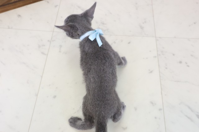 鹿児島県のロシアンブルー (Coo&RIKU鹿児島店/2026年6月21日生まれ/男の子/ブルー)の子猫の4枚目の画像