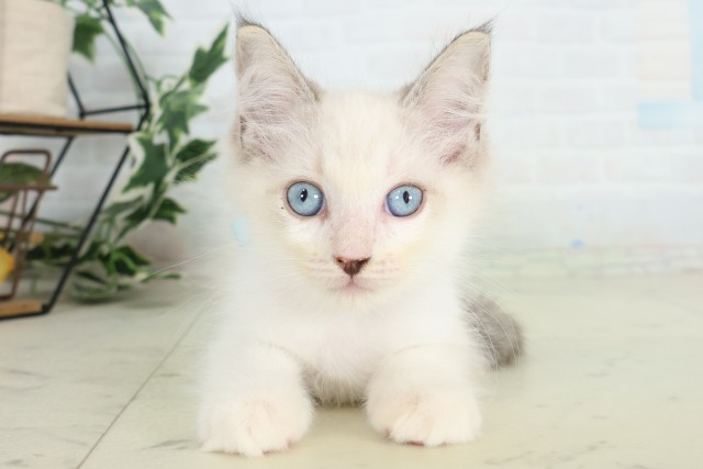 大分県のラグドール (Coo&RIKU大分店/2026年6月19日生まれ/男の子/シールポイントバイカラー)の子猫の1枚目の画像