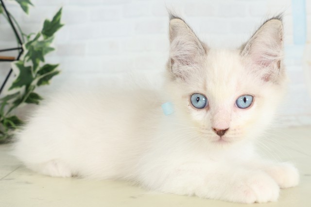 大分県のラグドール (Coo&RIKU大分店/2026年6月19日生まれ/男の子/シールポイントバイカラー)の子猫の2枚目の画像