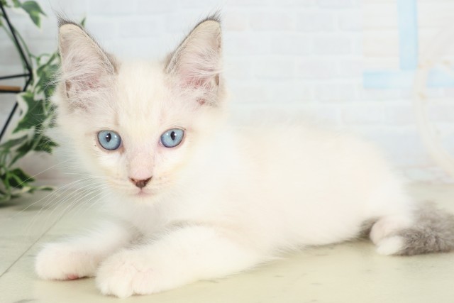 大分県のラグドール (Coo&RIKU大分店/2026年6月19日生まれ/男の子/シールポイントバイカラー)の子猫の3枚目の画像