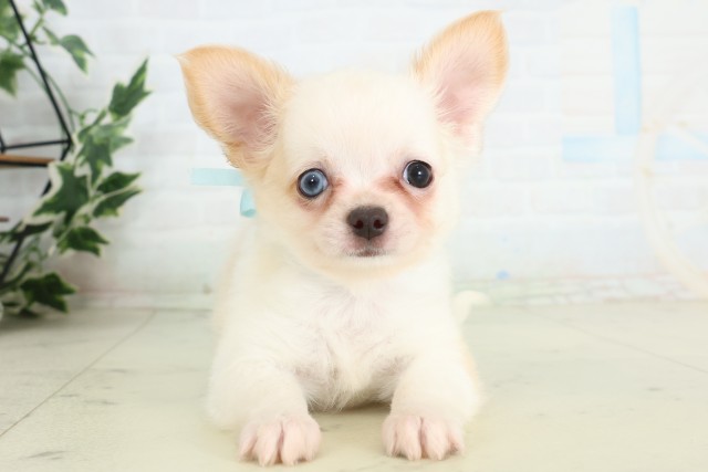 福岡県のチワワ(ロング) (Coo&RIKU小倉店/2026年7月4日生まれ/男の子/ホワイトクリーム)の子犬の1枚目の画像