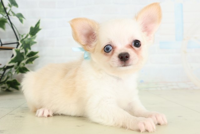 福岡県のチワワ(ロング) (Coo&RIKU小倉店/2026年7月4日生まれ/男の子/ホワイトクリーム)の子犬の2枚目の画像