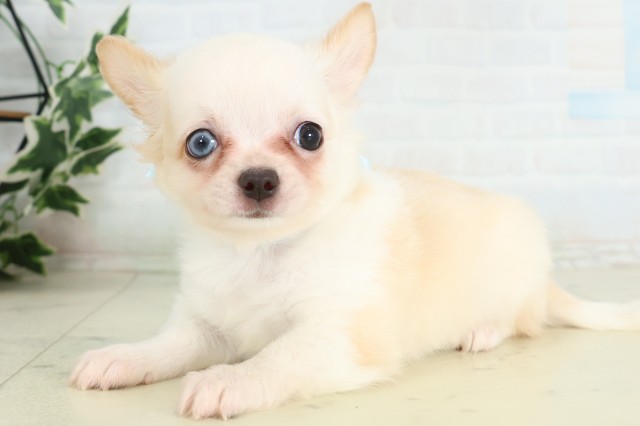福岡県のチワワ(ロング) (Coo&RIKU小倉店/2026年7月4日生まれ/男の子/ホワイトクリーム)の子犬の3枚目の画像