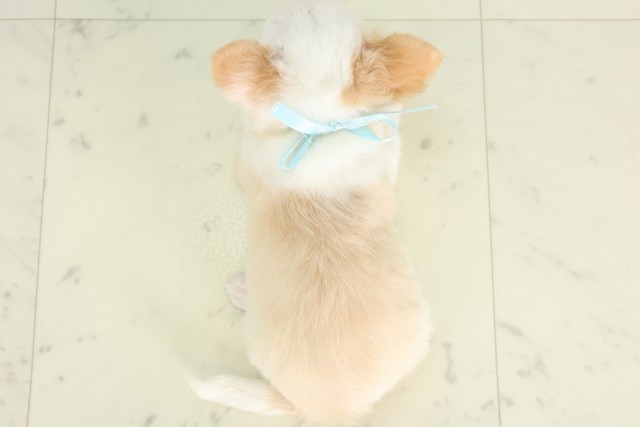 福岡県のチワワ(ロング) (Coo&RIKU小倉店/2026年7月4日生まれ/男の子/ホワイトクリーム)の子犬の4枚目の画像