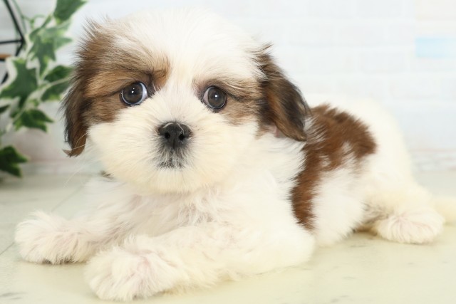 福岡県のマルズー/マルシーズ(マルチーズ×シーズー) (Coo&RIKU久留米店/2026年7月2日生まれ/女の子/ゴールドホワイト)の子犬の3枚目の画像
