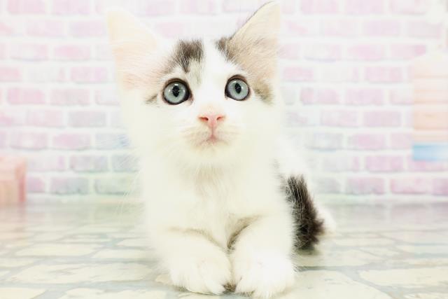 新潟県のサイベリアン (Coo&RIKU長岡店/2026年7月3日生まれ/男の子/ブラウンタビーホワイト)の子猫の1枚目の画像