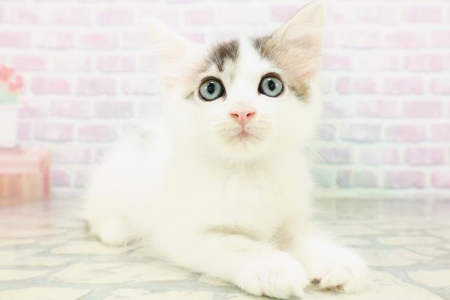 新潟県のサイベリアン (Coo&RIKU長岡店/2026年7月3日生まれ/男の子/ブラウンタビーホワイト)の子猫の3枚目の画像