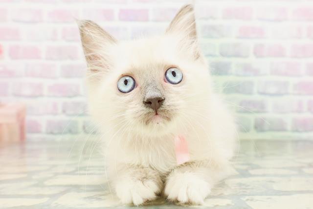 青森県のラグドール (Coo&RIKU弘前店/2026年6月25日生まれ/女の子/ブルーポイントミテッド)の子猫の1枚目の画像