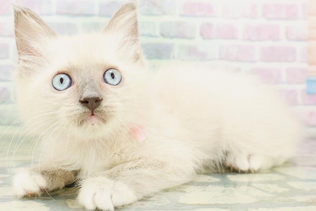 青森県のラグドール (Coo&RIKU弘前店/2026年6月25日生まれ/女の子/ブルーポイントミテッド)の子猫の2枚目の画像