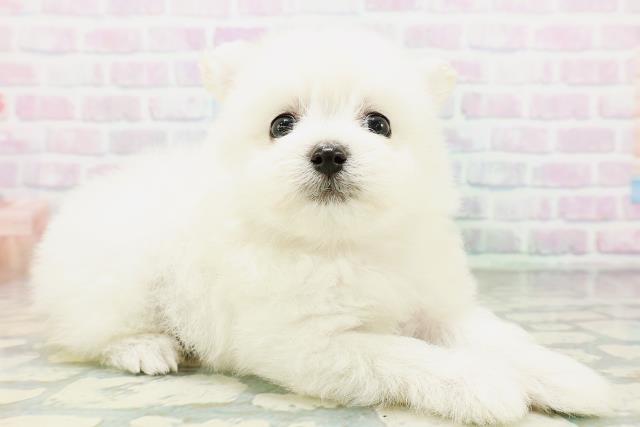 ポメビション(ポメラニアン×ビションフリーゼ)の子犬|ペットミー