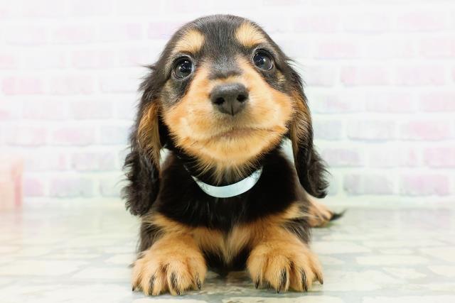 ミニチュア・ダックスフンドの子犬（オス♂） 高知御座店 No.00767277