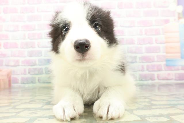 新潟県のボーダーコリー (Coo&RIKU上越店/2026年6月28日生まれ/男の子/ブラックホワイト)の子犬の1枚目の画像