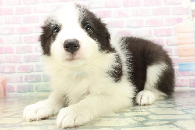 新潟県のボーダーコリー (Coo&RIKU上越店/2026年6月28日生まれ/男の子/ブラックホワイト)の子犬の2枚目の画像