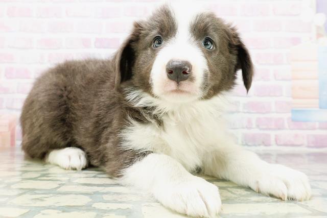 鳥取県のボーダーコリー (Coo&RIKUラ・ムー鳥取東店/2026年7月3日生まれ/女の子/ブルーホワイト)の子犬の3枚目の画像