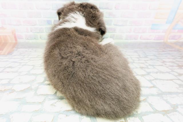 鳥取県のボーダーコリー (Coo&RIKUラ・ムー鳥取東店/2026年7月3日生まれ/女の子/ブルーホワイト)の子犬の4枚目の画像