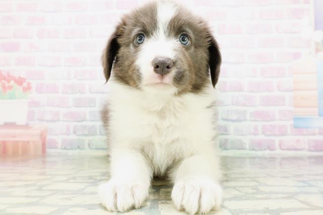 愛媛県のボーダーコリー (Coo&RIKU愛媛松山店/2026年7月3日生まれ/女の子/ブルーホワイト)の子犬の1枚目の画像