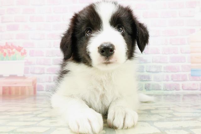 島根県のボーダーコリー (Coo&RIKU出雲店/2026年7月3日生まれ/女の子/ブラックホワイト)の子犬の1枚目の画像