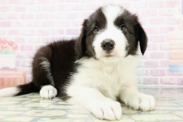 島根県のボーダーコリー (Coo&RIKU出雲店/2026年7月3日生まれ/女の子/ブラックホワイト)の子犬の3枚目の画像