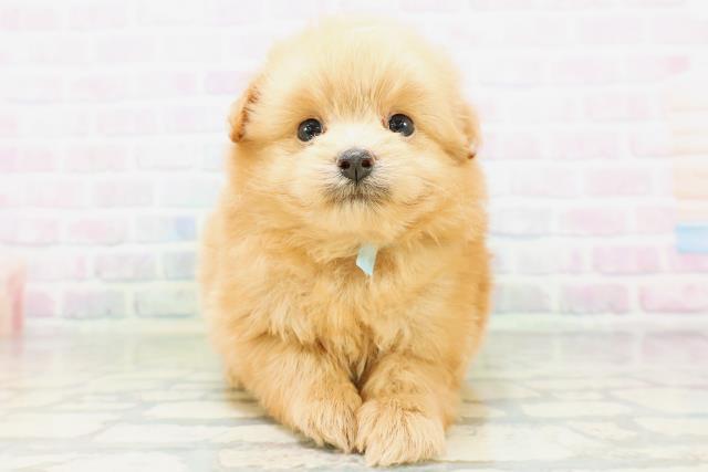 東京都のポメプー(ポメラニアン×プードル) (Coo&RIKU自由が丘店/2026年7月4日生まれ/男の子/レッド)の子犬の1枚目の画像