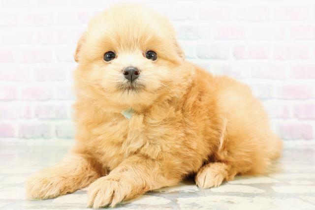 東京都のポメプー(ポメラニアン×プードル) (Coo&RIKU自由が丘店/2026年7月4日生まれ/男の子/レッド)の子犬の2枚目の画像