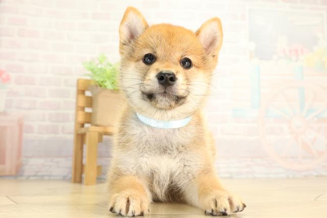 柴犬