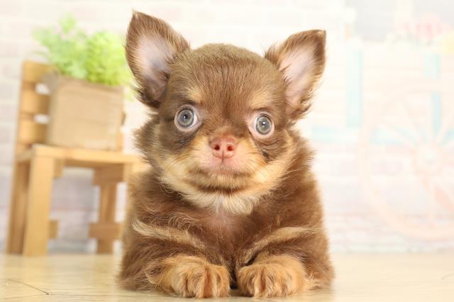 三重県のチワワ(ロング) (Coo&RIKU津高茶屋店/2026年7月5日生まれ/男の子/チョコレートタン)の子犬の1枚目の画像