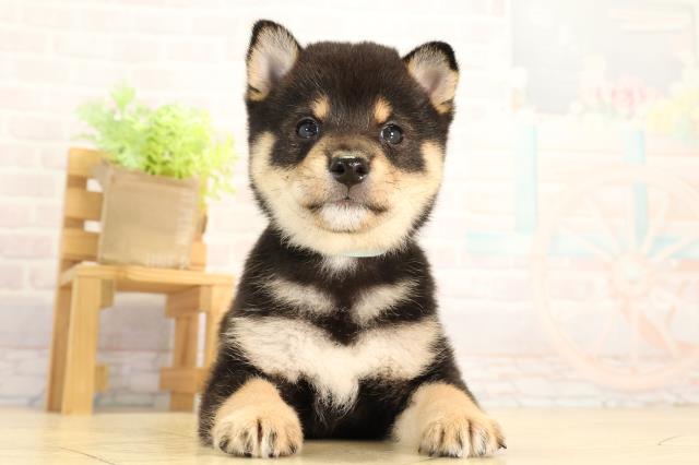 愛知県の豆柴 (Coo&RIKU名古屋中川店/2026年7月5日生まれ/男の子/黒)の子犬の1枚目の画像