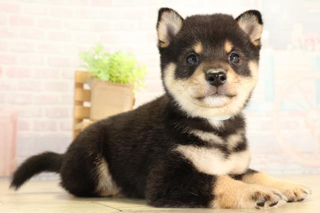 愛知県の豆柴 (Coo&RIKU名古屋中川店/2026年7月5日生まれ/男の子/黒)の子犬の2枚目の画像