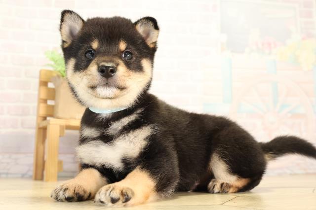 愛知県の豆柴 (Coo&RIKU名古屋中川店/2026年7月5日生まれ/男の子/黒)の子犬の3枚目の画像