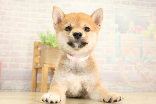 豆柴